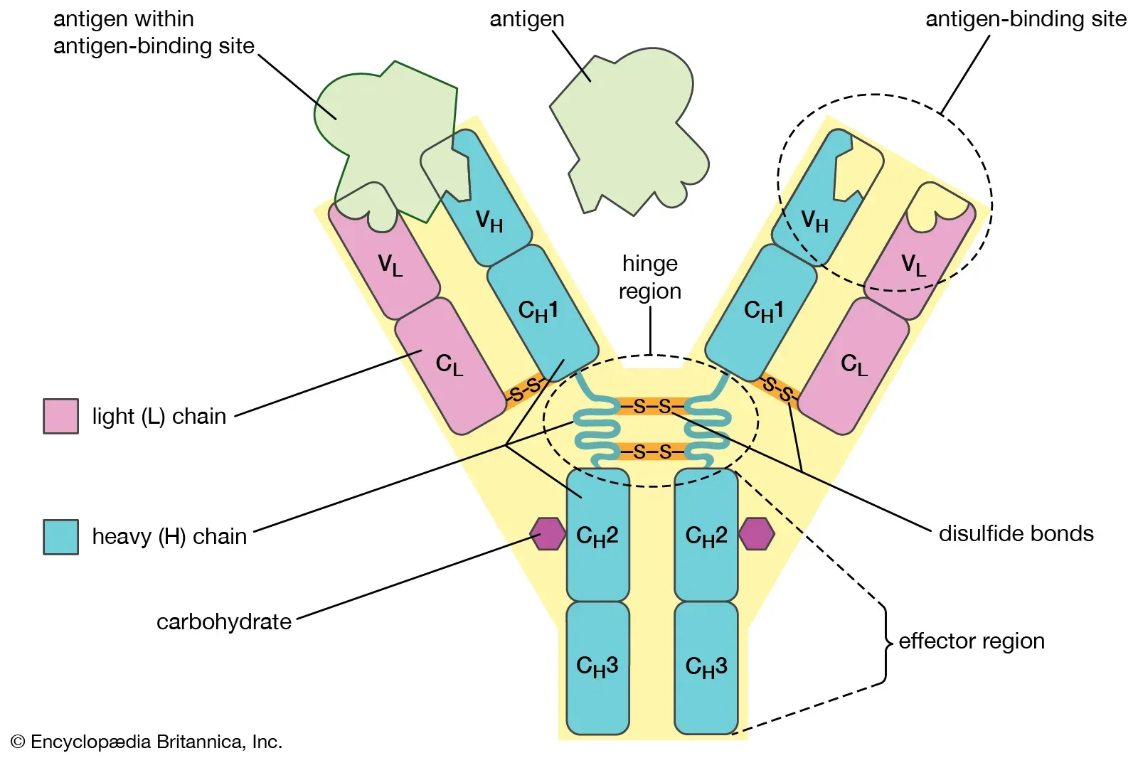 Structure of an antibody